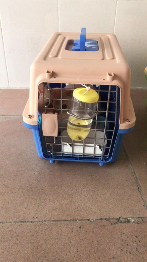 圖 仁和空運汽運火車專車安全保障 攀枝花寵物服務(wù) 攀枝花列表網(wǎng)